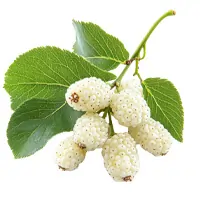 Mulberry Extract for Blood Sugar